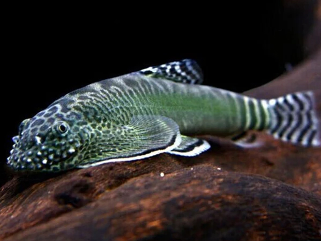 Bing's loach