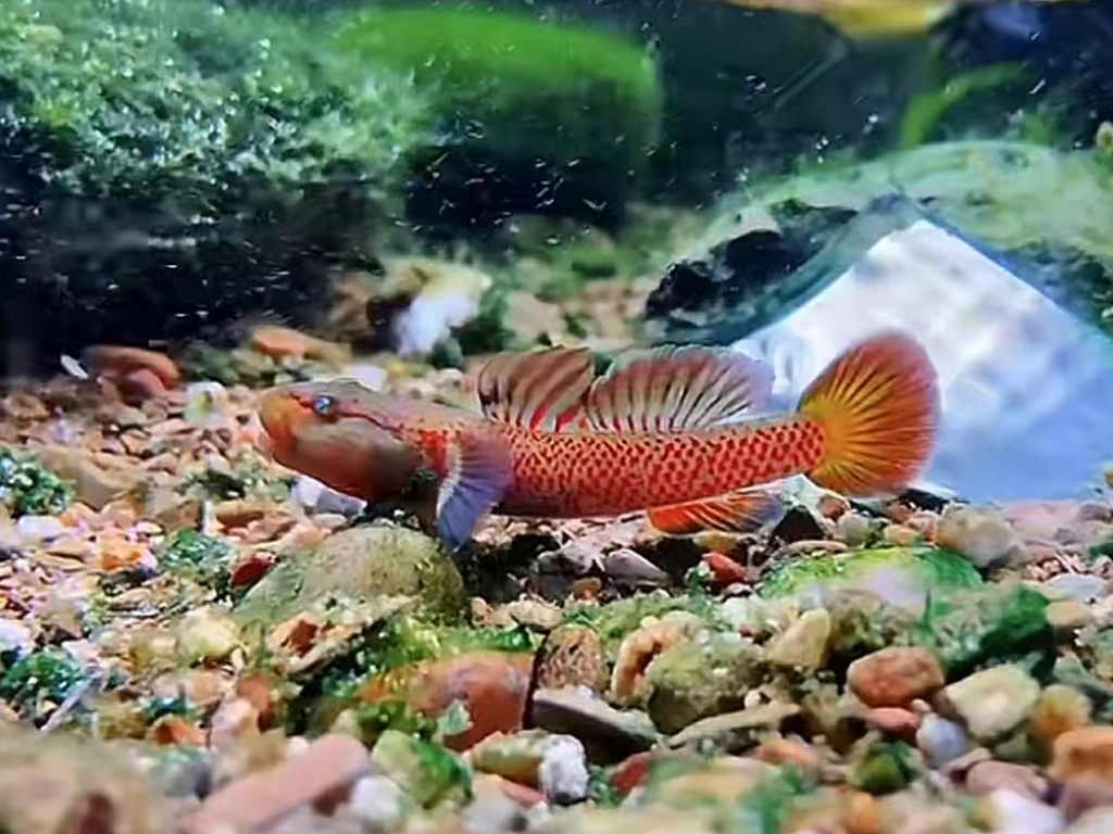 Red Shennong shrimp goby