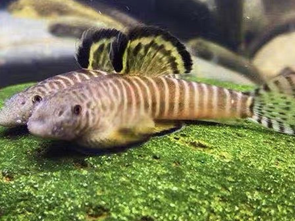 Long-necked loach