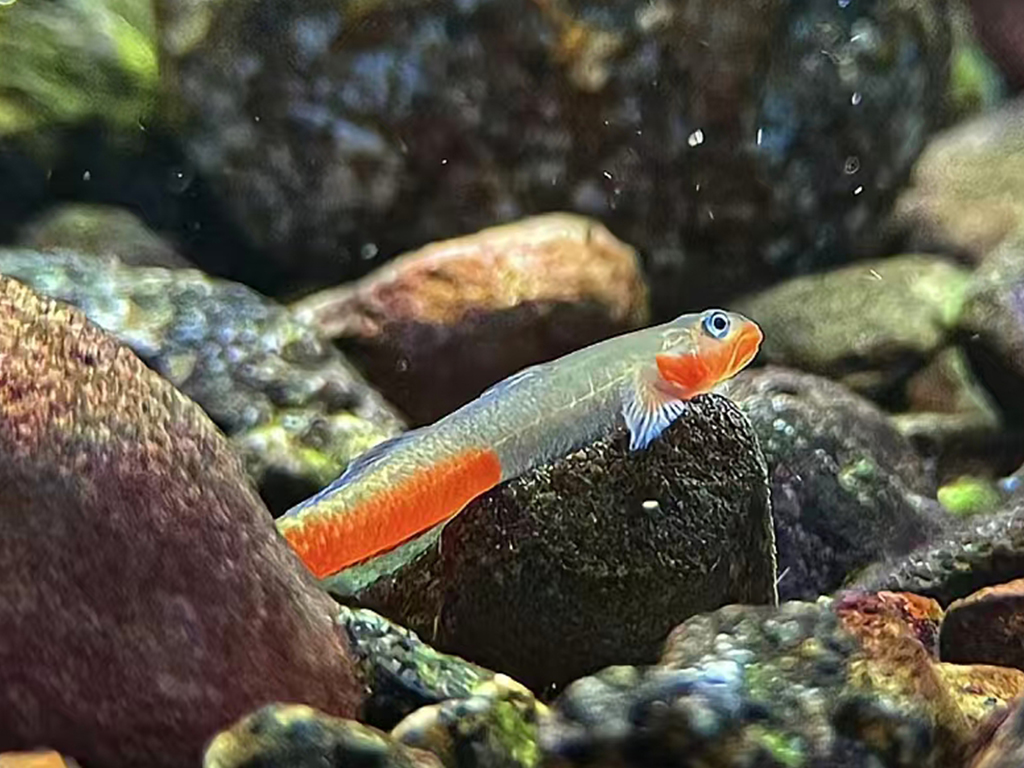 Red Lips Kiss Goby