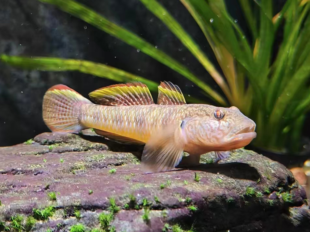 Ziling kiss shrimp goby