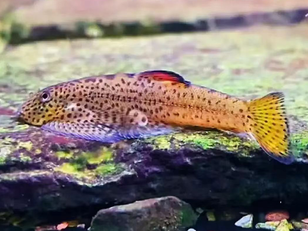Purple Fin Loach