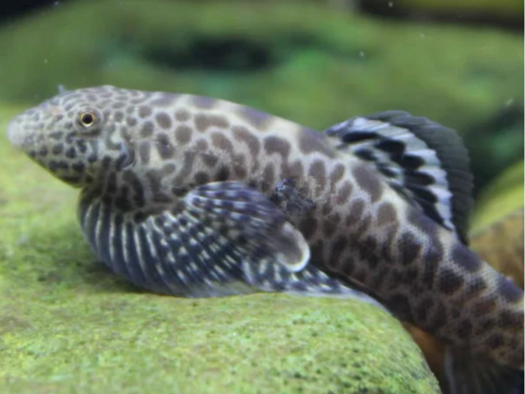 Round-spotted loach