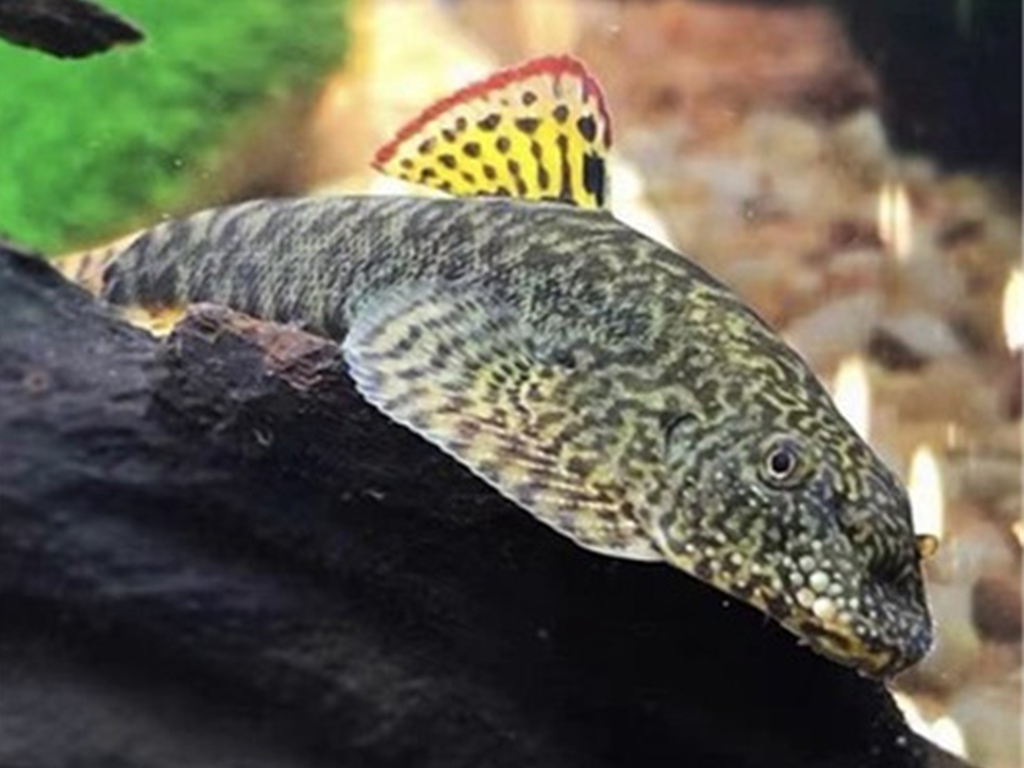 Macarty's loach