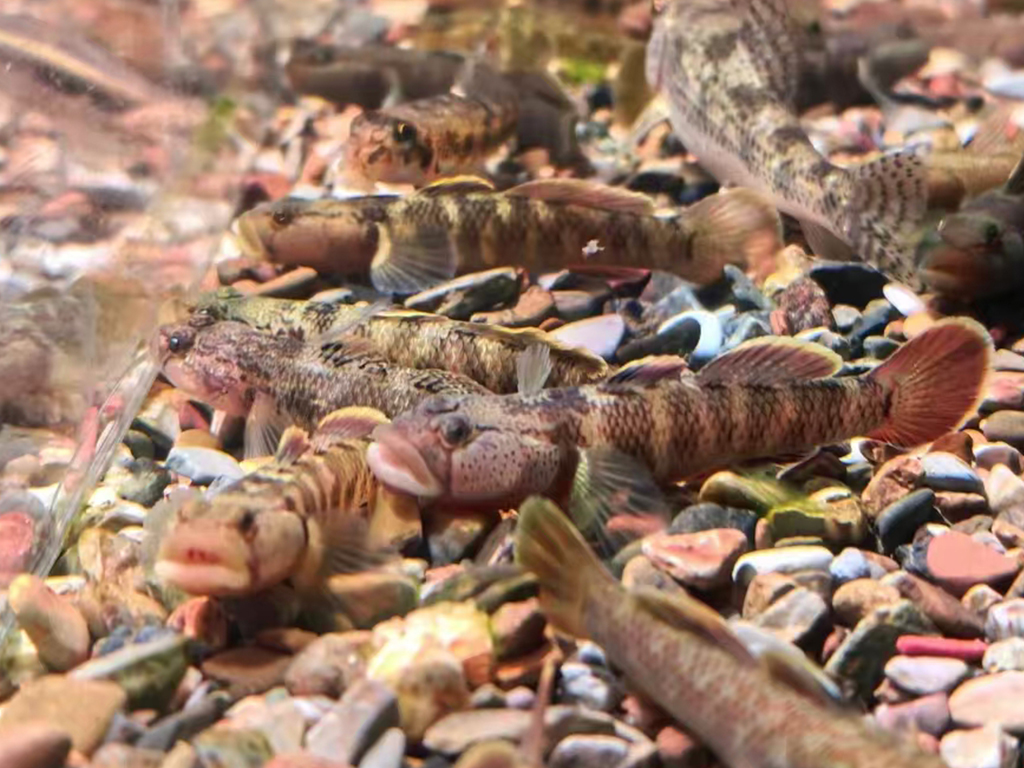 Phnom Penh Dai's goby
