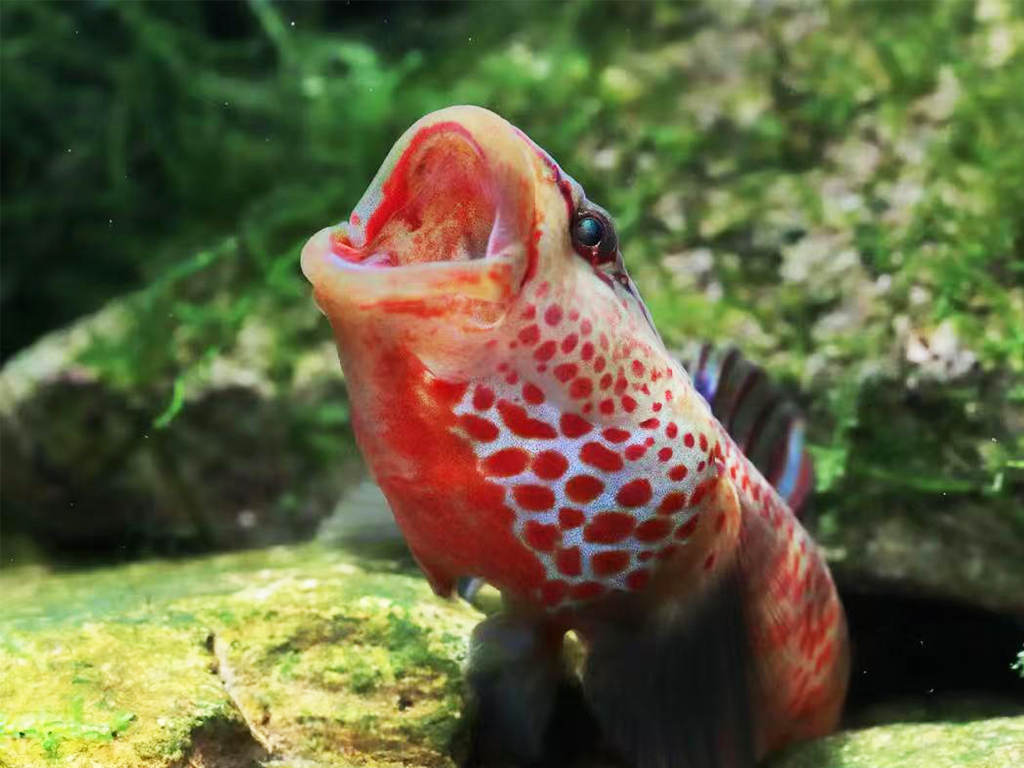 Silkfin goby