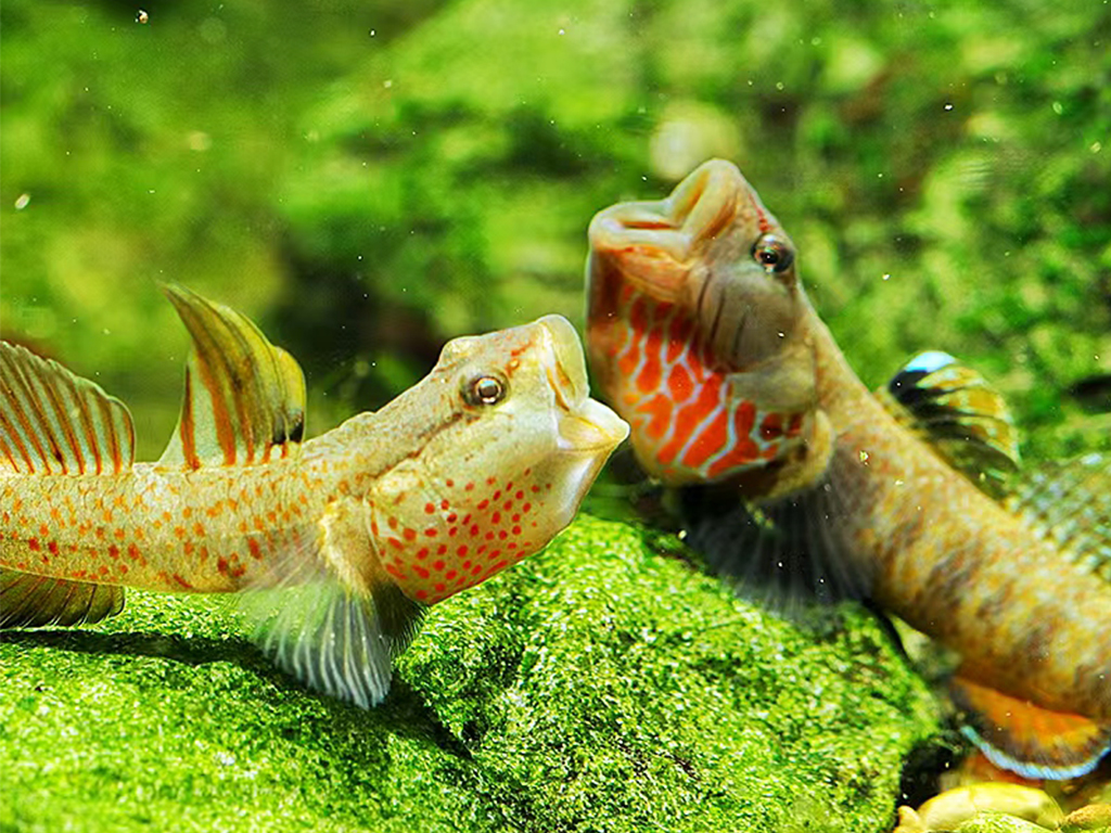 Zhou's kissing goby
