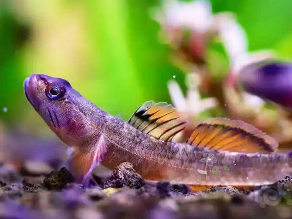 New red-kissed goby