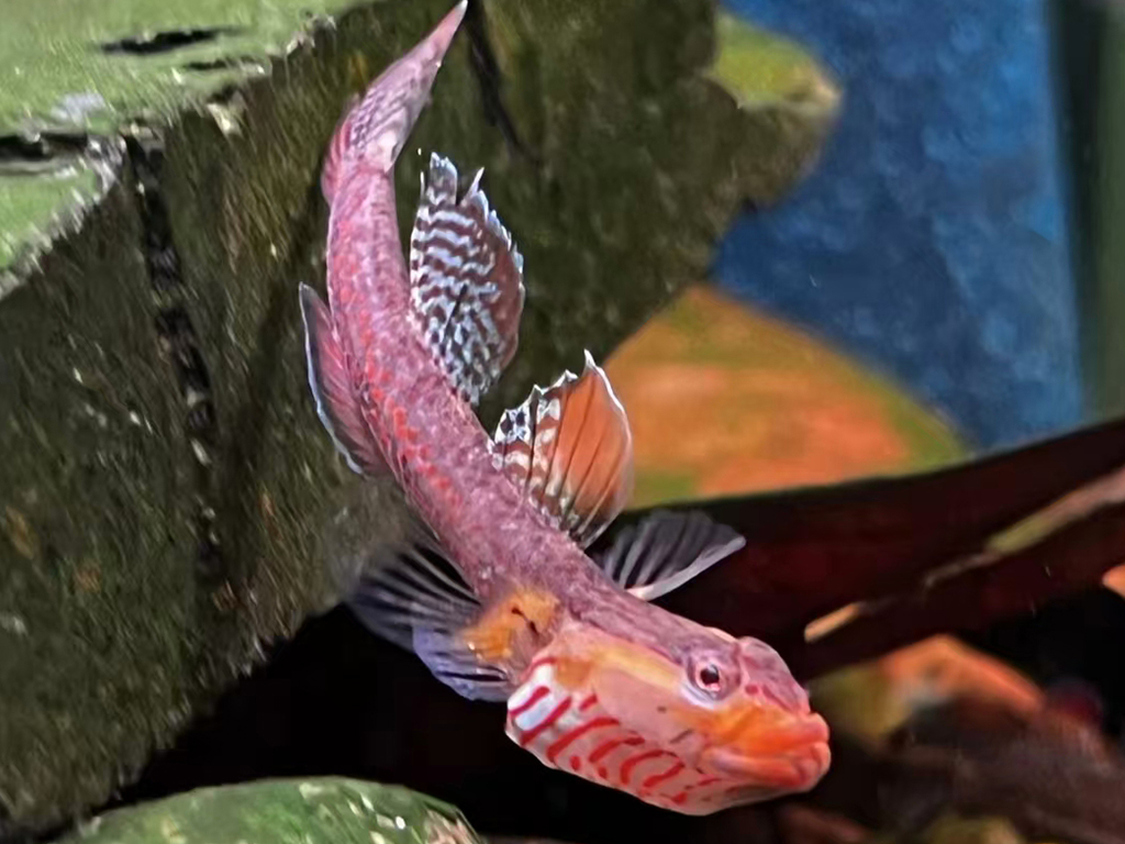 Yellow-lipped goby