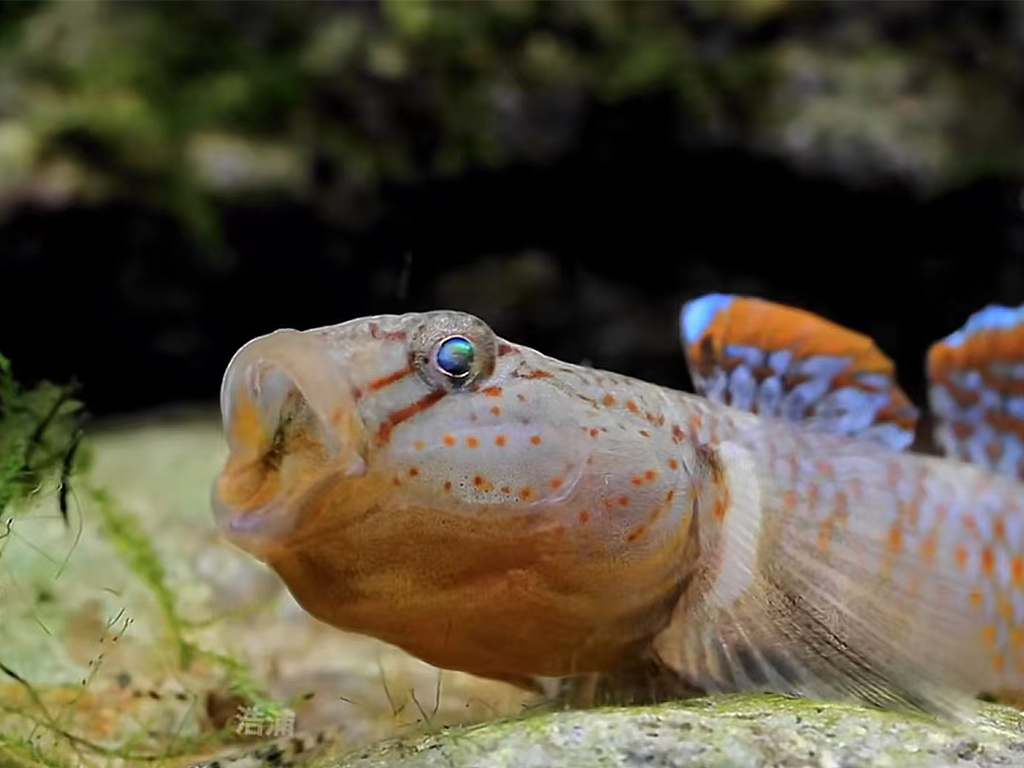 Yaoshan shrimp goby